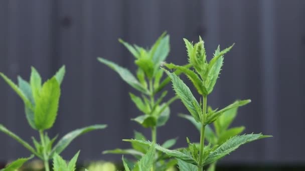 Growing Fresh Mint Garden — Stockvideo