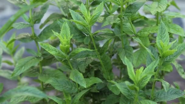 Growing Fresh Mint Garden — Stockvideo