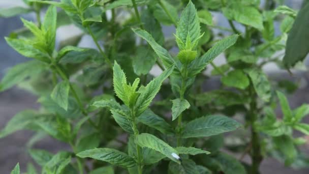 Growing Fresh Mint Garden — Stockvideo