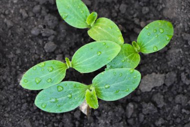 Tarlada taze organik balkabağı fideleri.