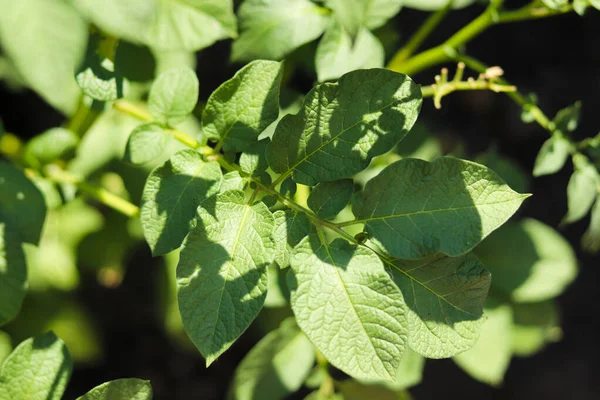 Folhas Verdes Frescas Batata Arbustos Campo Agricultura Alimentos Orgânicos Jardim — Fotografia de Stock