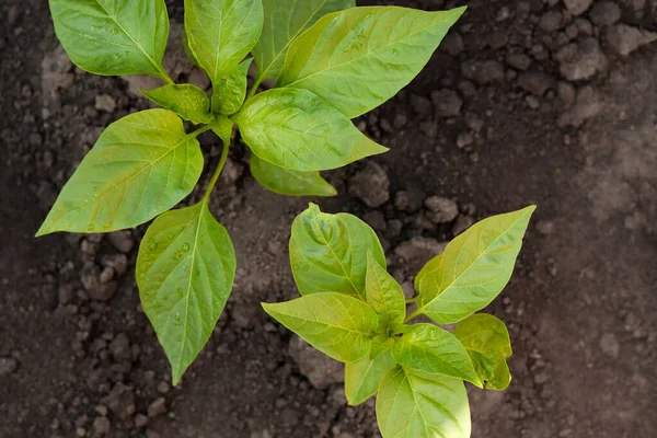 A green bell pepper plant in a garden. Planting pepper seedlings in the ground. The concept of conservation of nature and agriculture. Close up.