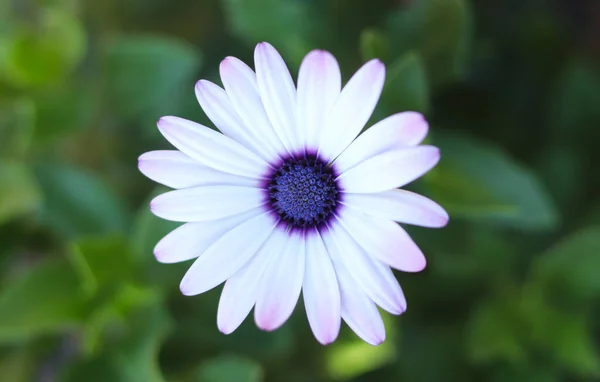 Flor Dorotheanthus Mesembryanthemum Flor Del Mediodía Livingstone Margarita Dorotheanthus Bellidiformis — Foto de Stock