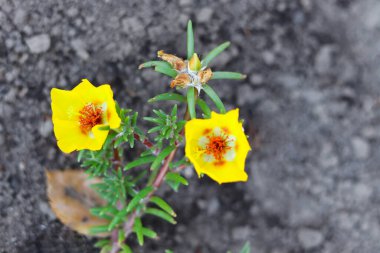 Bir yaz günü bahçede yetişen sarı purslane çiçeği. Krokot mawar.