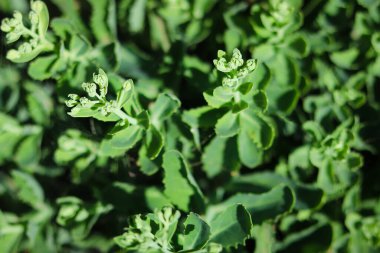 Çiçek tomurcukları ve Hylotelephium spektabile yapraklarıyla yakın çekim. Sedum Spectabile veya çiçek tarhında Hylotelephium Spectabile.