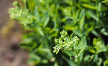 Çiçek tomurcukları ve Hylotelephium spektabile yapraklarıyla yakın çekim. Sedum Spectabile veya çiçek tarhında Hylotelephium Spectabile.