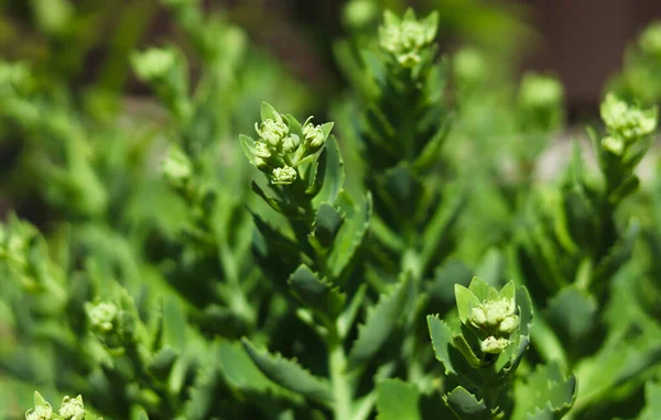 Close Clusters Flowerbuds Foliage Hylotelephium Spectabile Sedum Spectabile Hylotelephium Spectabile — Stockfoto