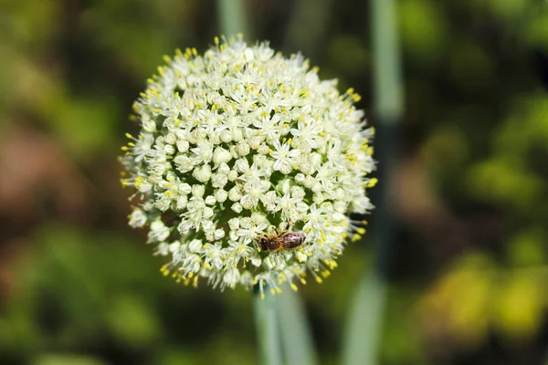 Blooming onion flower head in the garden. Agricultural background. Spring onions or Sibies. Summertime rural scene. White flowers . Allium.