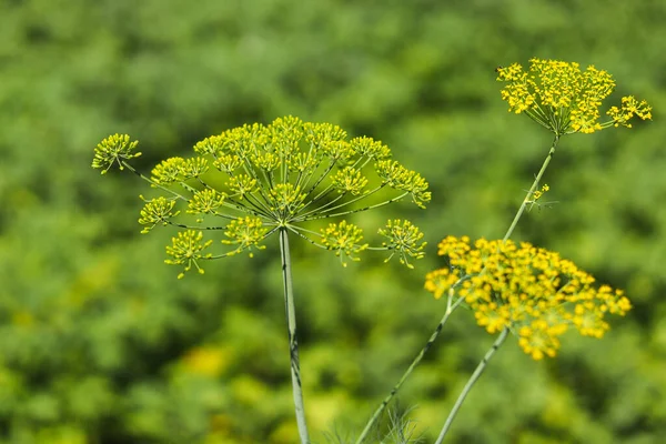 Dill flowers blooming in the garden.