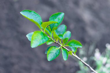 Yeşil yapraklı bir elma dalına..