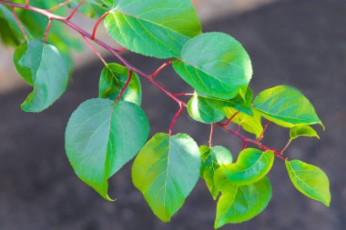 Bahçede yeşil yaprakları olan kayısı ağacı dalı.