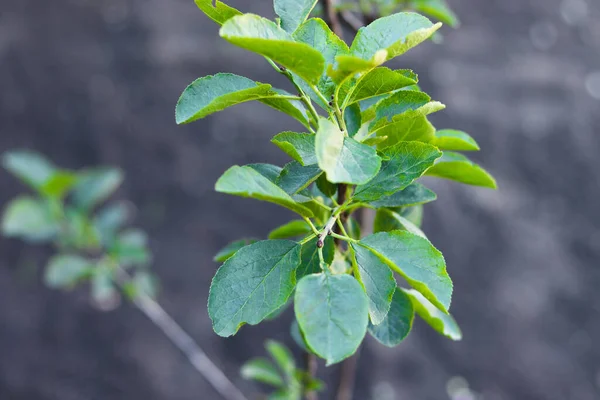 Yeşil yapraklı bir elma dalına..