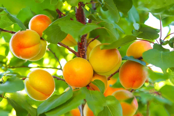 Branch Ripe Apricots Garden Apricots Growing Apricot Tree Ripe Apricot — Stock Photo, Image