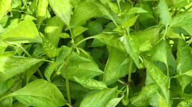 Biber tarlası. Bir serada sıra sıra dolma biber. Çiftlikte sebze yetiştiriyor, gübre yetiştiriyor, yüksek verim veriyor. Tarım, tarım. Ekolojik organik ürün.