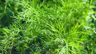 Genç yeşil dereotu bahçede yetişir. Tarım, organik ürünler ve çevre dostu yaşam tarzı kavramı.