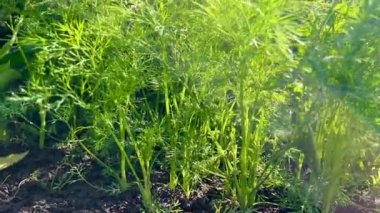 Genç yeşil dereotu bahçede yetişir. Tarım, organik ürünler ve çevre dostu yaşam tarzı kavramı.