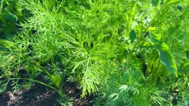 Genç yeşil dereotu bahçede yetişir. Tarım, organik ürünler ve çevre dostu yaşam tarzı kavramı.