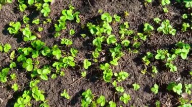 Bahar çilekleri bahçede yetişir. Bahçede çilek yetişiyor. Organik tarım kavramı.
