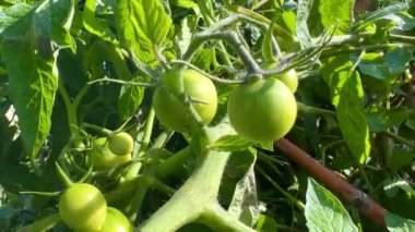 Domateslerin ilk küçük yeşil meyveleri. Serada domates yetiştirmek. Profesyonel büyüyen domates. Tarım, tarım. Ekolojik organik ürün.