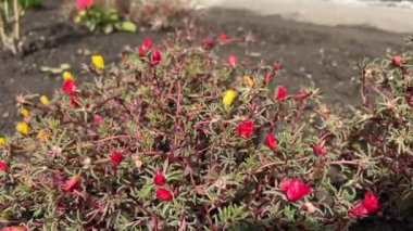 The red purslane flower growing in the garden on a summer day. Krokot mawar.