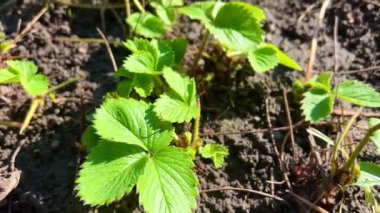 Bahar çilekleri bahçede yetişir. Bahçede çilek yetişiyor. Organik tarım kavramı.