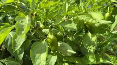 Pepper plantation. Rows of bell peppers in a greenhouse. Growing vegetables in farm, fertilizers, high yields. Agriculture, agribusiness. Ecological organic product.