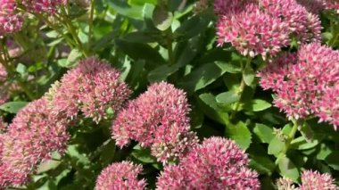 Çiçek tomurcukları ve Hylotelephium spektabile yapraklarıyla yakın çekim. Sedum Spectabile veya çiçek tarhında Hylotelephium Spectabile.