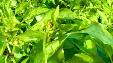 Biber tarlası. Bir serada sıra sıra dolma biber. Çiftlikte sebze yetiştiriyor, gübre yetiştiriyor, yüksek verim veriyor. Tarım, tarım. Ekolojik organik ürün.