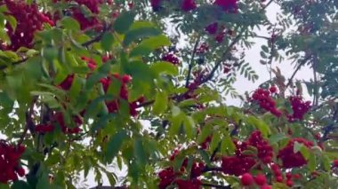 Ağaçtaki Rowan meyveleri. Sorbus aucuparia.