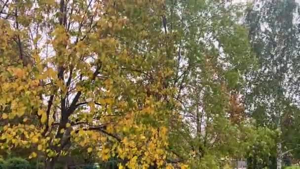 Schöne Gelbe Blätter Den Bäumen Park Spaziergang Herbst Park Helles — Stockvideo