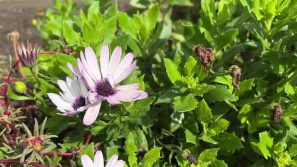 Dorotheanthus Çiçeği Veya Mesembryanthemum Öğlen Çiçeği Veya Livingstone Papatyası Dorotheanthus — Stok video