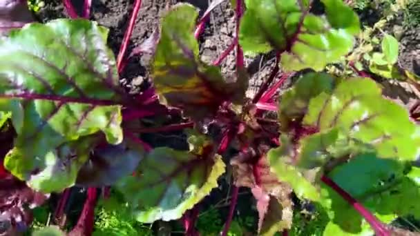 정원에서 자라는 사탕무 농장에 비트로 — 비디오