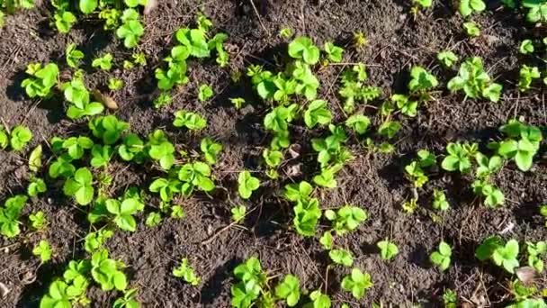 Las Fresas Primavera Crecen Jardín Planta Fresa Crecimiento Jardín Concepto — Vídeo de stock