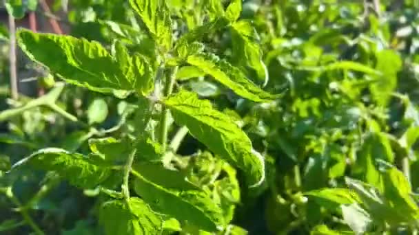 First Small Green Fruits Tomatoes Close Growing Tomatoes Greenhouse Professional — Video