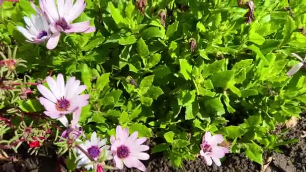 Dorotheanthus Çiçeği Veya Mesembryanthemum Öğlen Çiçeği Veya Livingstone Papatyası Dorotheanthus — Stok video