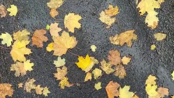 Herbst Ahornblätter Liegen Auf Regennasser Straße — Stockvideo