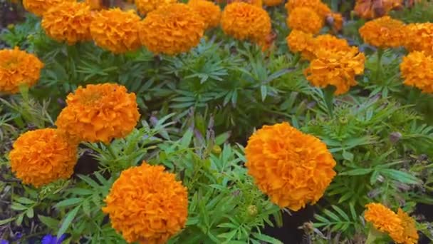 Krásné Žluté Květy Měsíčku Rostou Záhonu Květin Tagetes Erecta Mexická — Stock video