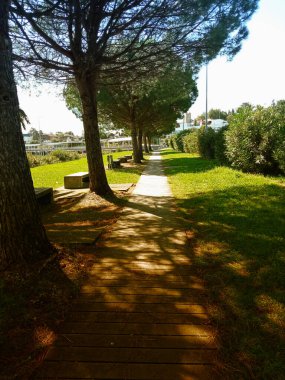 Palmiyeler ve ağaçlar arasındaki ahşap yol