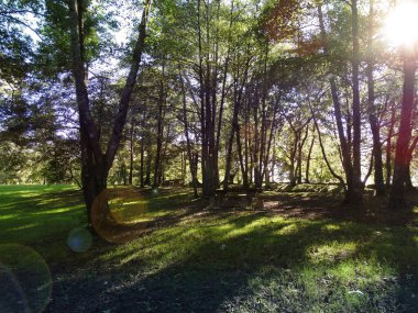 Işıklar yanıp sönerken ormanda inanılmaz bir gün batımı.                                      