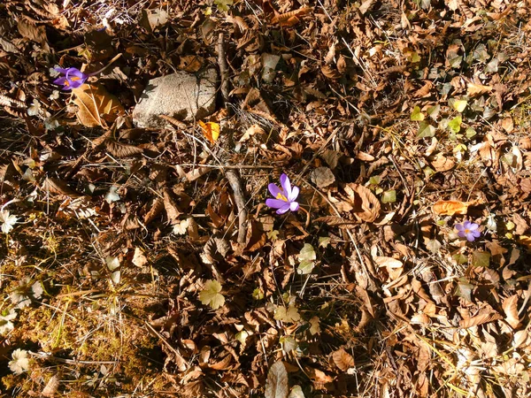 秋のコンセプトはカラフルな花と葉 — ストック写真