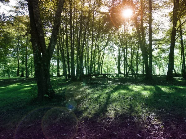 Incredibile Tramonto Nella Foresta Con Luci Lampeggianti — Foto Stock