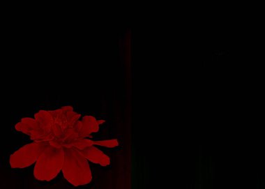 Kırmızı fantezi papatya ve siyah arkaplan içeren hassas duygu kartı mesajı