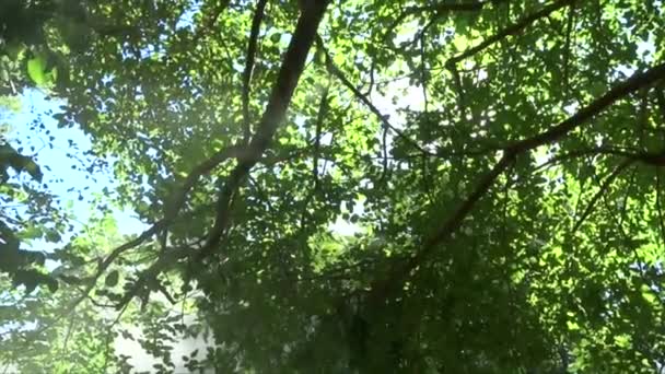 Větve Stromů Mlhovým Magickým Efektem — Stock video