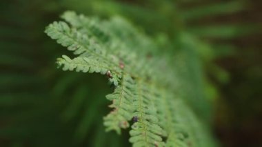 Yeşil eğrelti otu yavaş çekimde yaklaşır. Yüksek kalite 4k görüntü