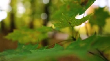 Ağaçta sonbahar yaprakları var. Yüksek kalite 4k görüntü