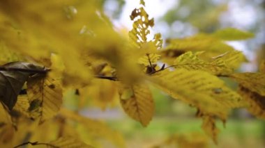 Ağaçta sonbahar yaprakları var. Yüksek kalite 4k görüntü