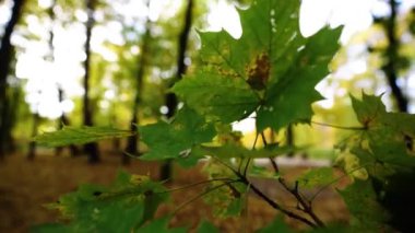 Ağaçta sonbahar yaprakları var. Yüksek kalite 4k görüntü