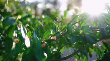 Sun splash over green leafs. High quality 4k footage