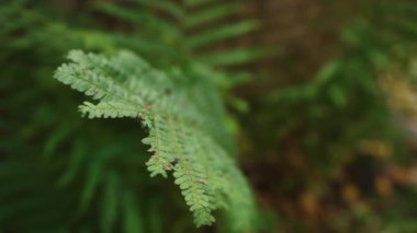 Yeşil eğrelti otu yavaş çekimde yaklaşır. Yüksek kalite 4k görüntü