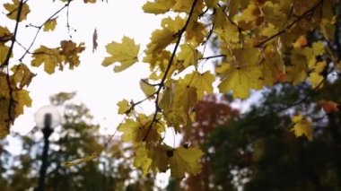 Ağaçta sonbahar yaprakları var. Yüksek kalite 4k görüntü